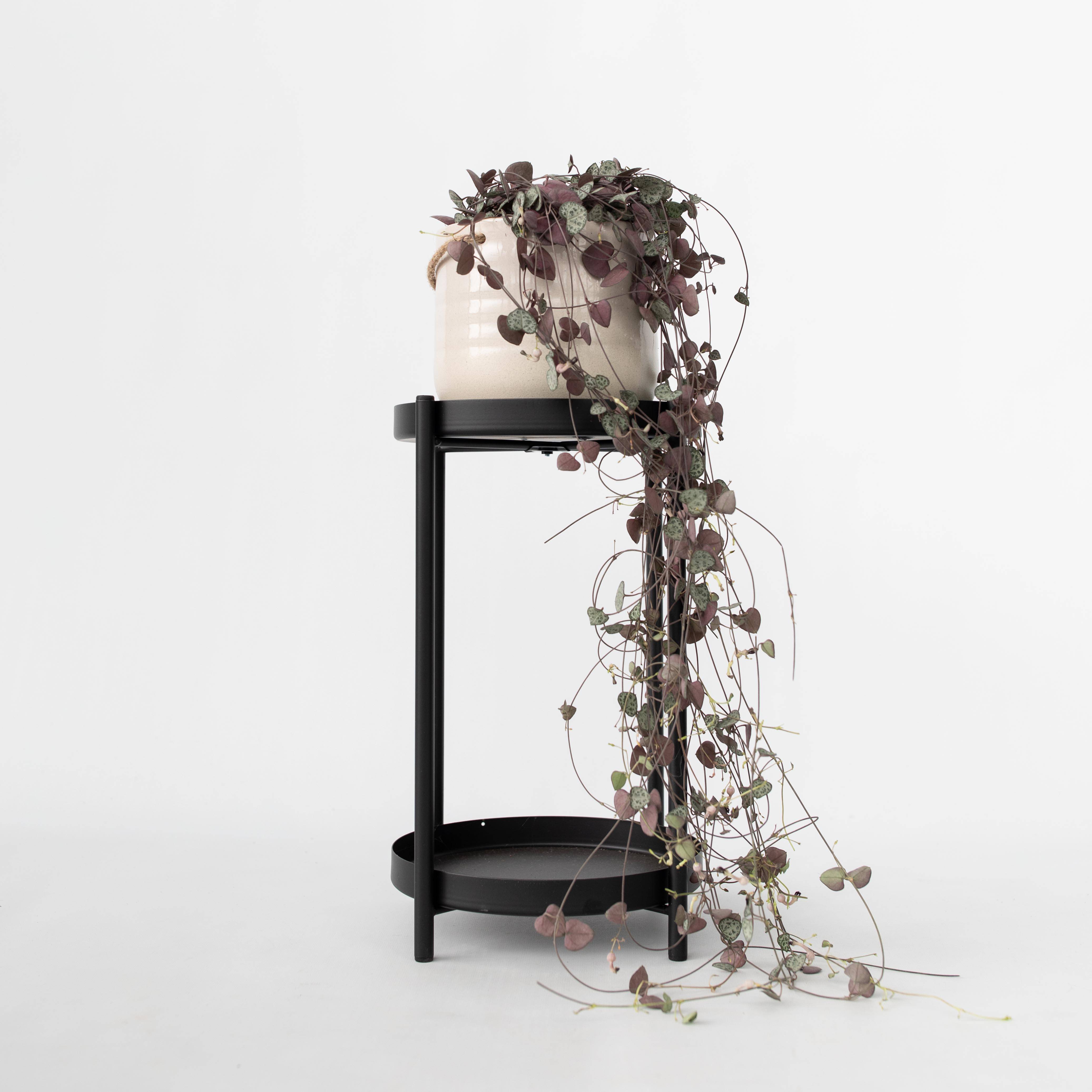 Plant In A Box - Chaîne des cœurs - Ceropegia linearis Woodii - Hauteur 20-30cm - ⌀14cm - Image 2