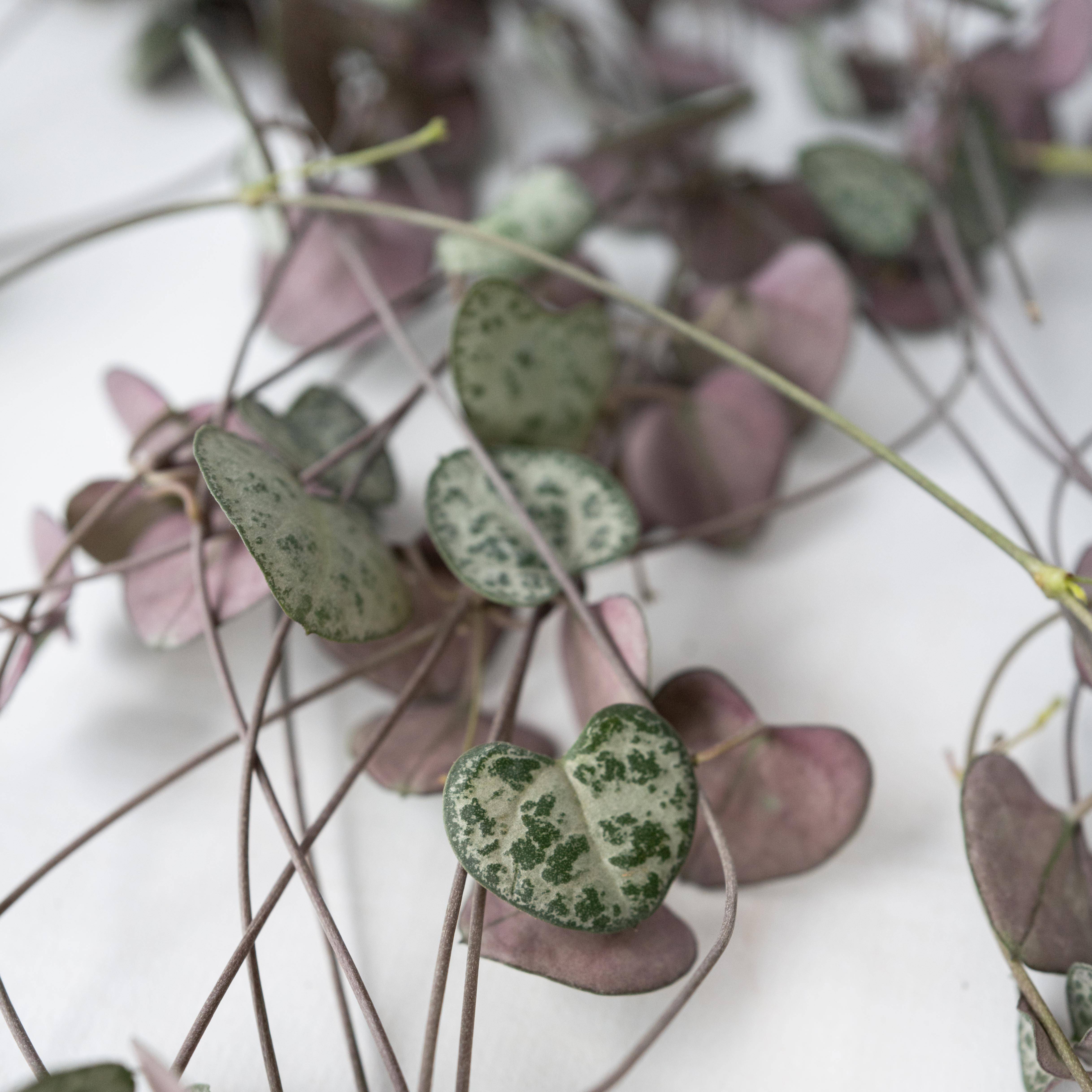 Plant In A Box - Chaîne des cœurs - Ceropegia linearis Woodii - Hauteur 20-30cm - ⌀14cm - Image 4