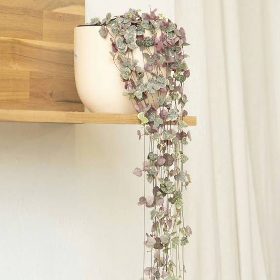 Plant In A Box - Chaîne des cœurs - Ceropegia linearis Woodii - Hauteur 20-30cm - ⌀14cm - Image 3