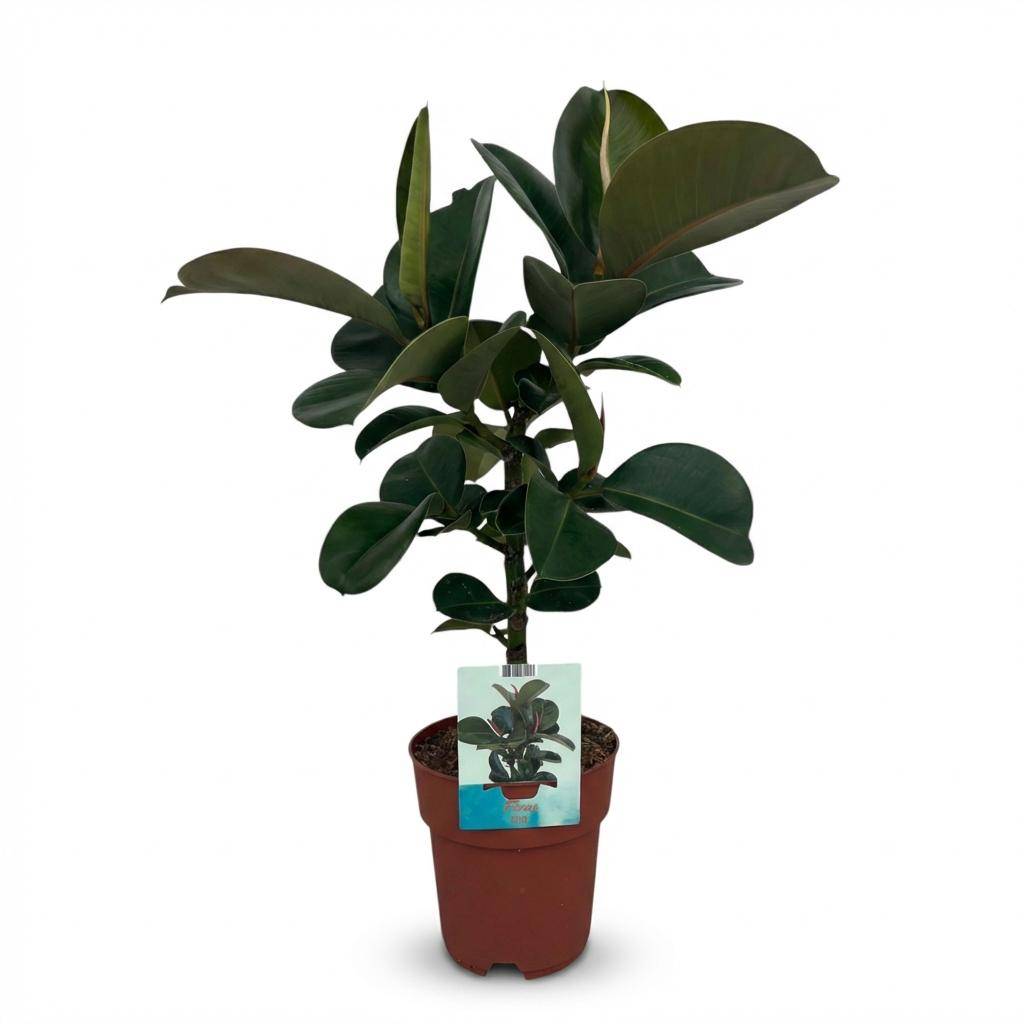 Caoutchouc - Ficus Elastica Cloe - Pot de 19cm - Hauteur 65cm - Sans cache-pot - Plantes d'intérieur