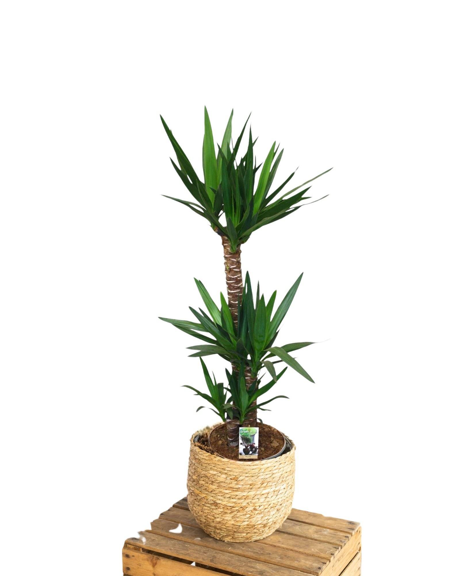 La Green Touch - Grand yucca 130cm - Plante d'intérieur- La Green Touch - Imagen 4