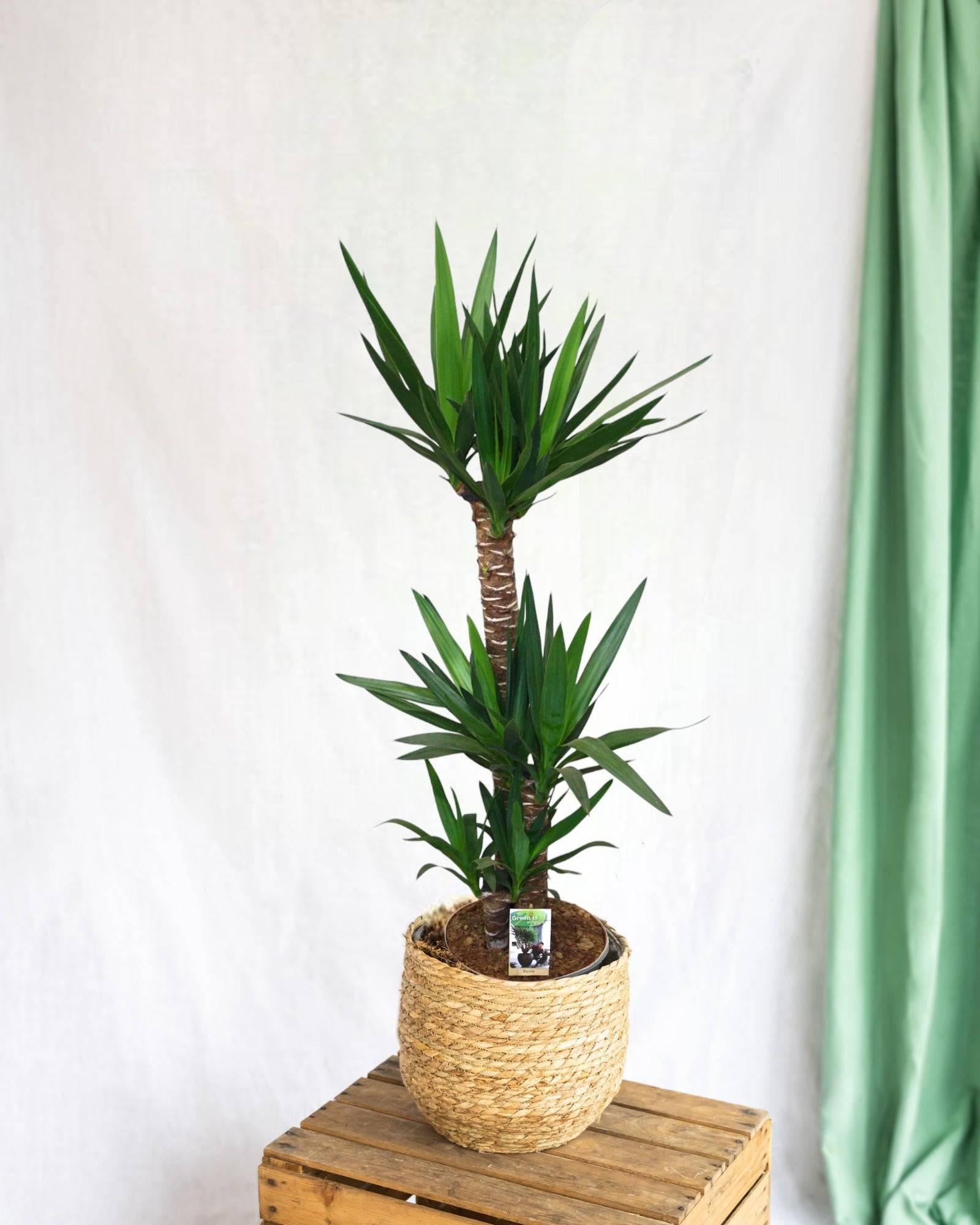 La Green Touch - Grand yucca 130cm - Plante d'intérieur- La Green Touch - Imagen 2