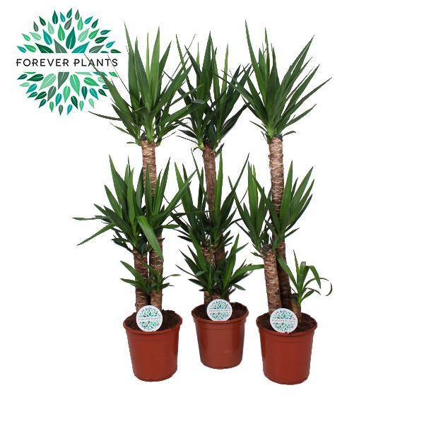 La Green Touch - Yucca - D24 H125cm