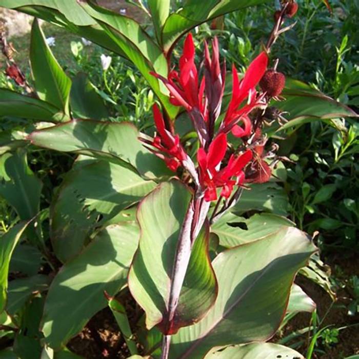 Canna edulis - Canna comestible, Balisier rouge Pot de 2L/3L