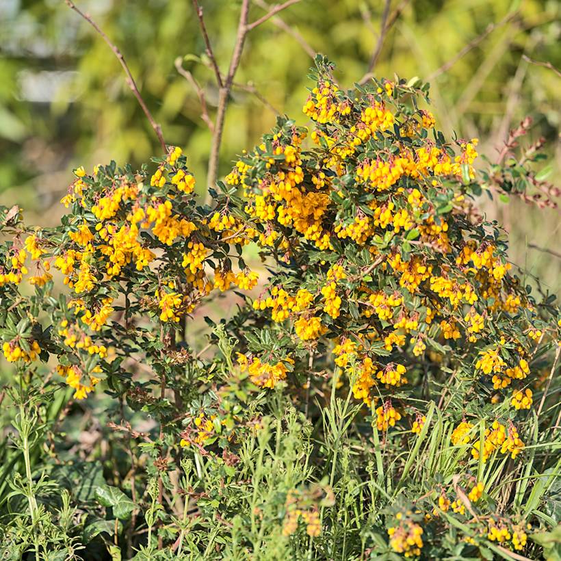 Promesse de Fleurs - Berberis darwinii Compacta - Épine-vinette Pot de 2L/3L