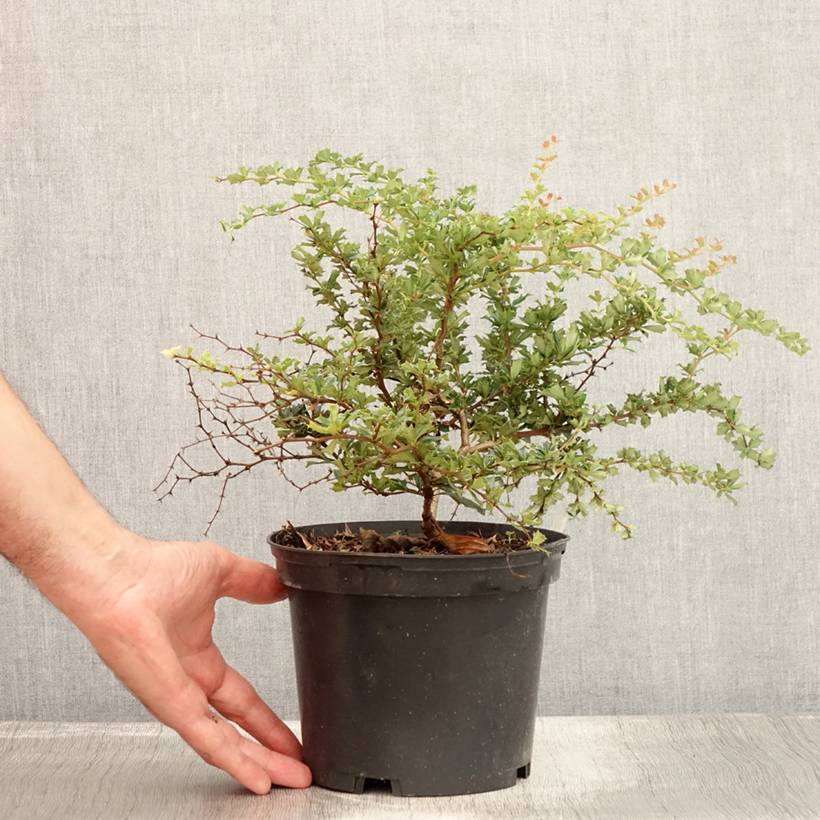 Berberis darwinii Compacta - Épine-vinette Pot de 2L/3L - Image 2