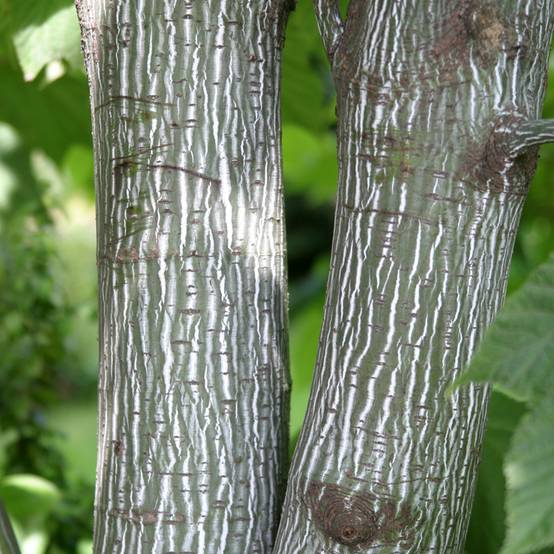 Erable de Pennsylvanie - Acer pensylvanicum Pot de 4L/5L