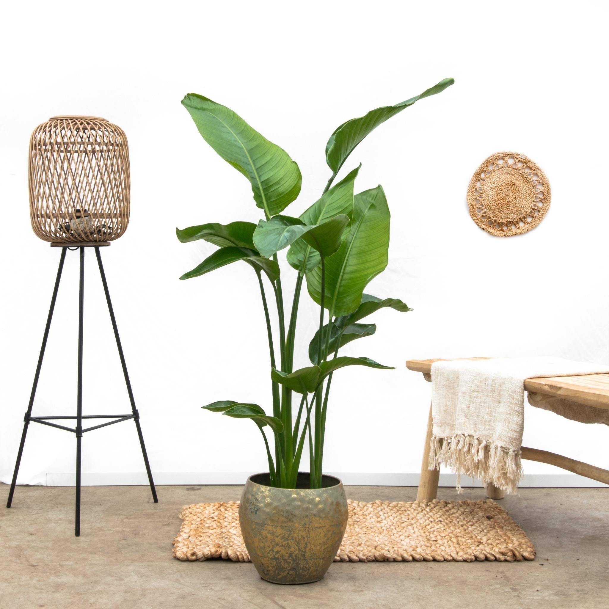 Strelitzia Nicolai 160cm - Plante d'intérieur- La Green Touch - Image 3