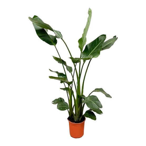 Strelitzia Nicolai 160cm - Plante d'intérieur- La Green Touch - Image 4