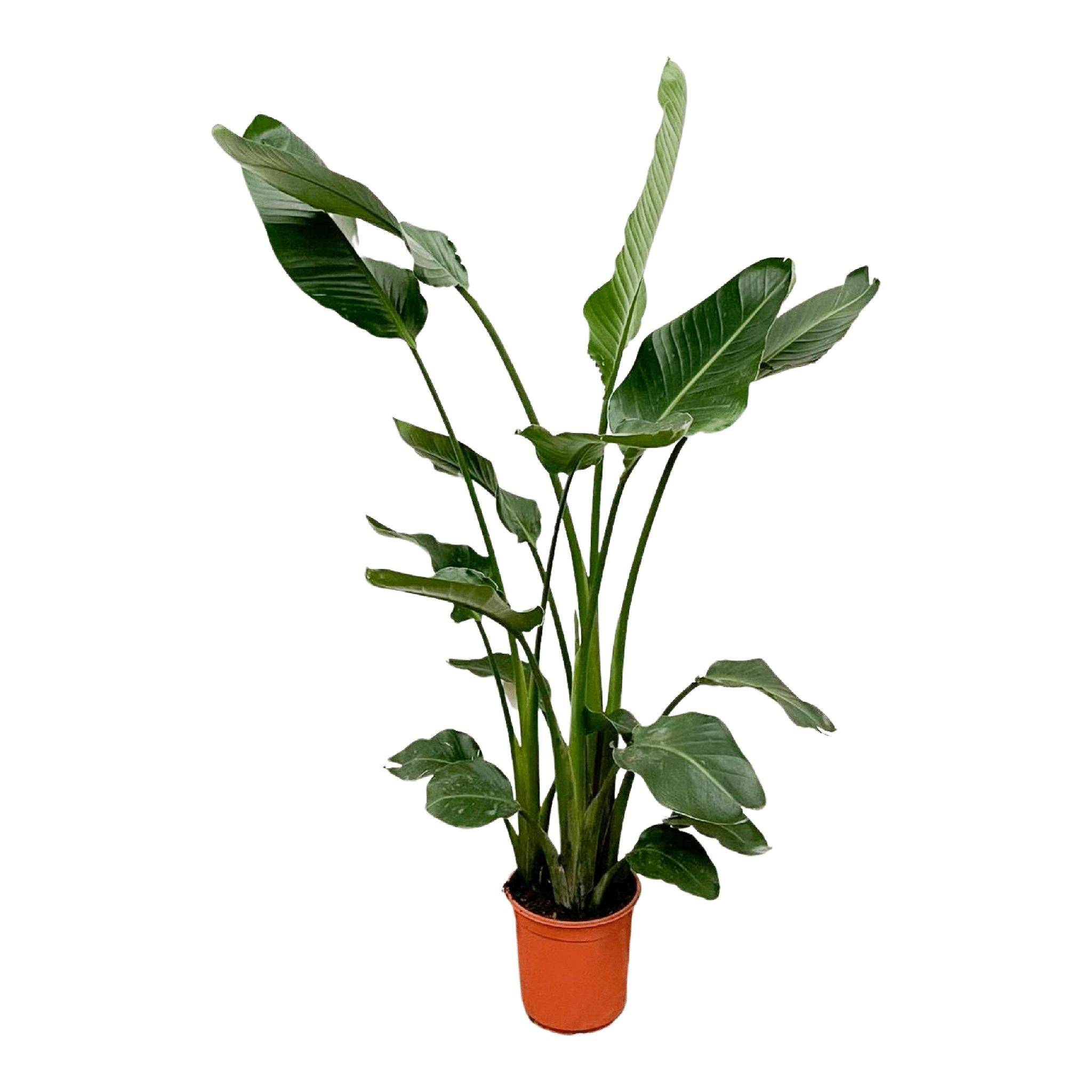 Strelitzia Nicolai 160cm - Plante d'intérieur- La Green Touch - Image 4