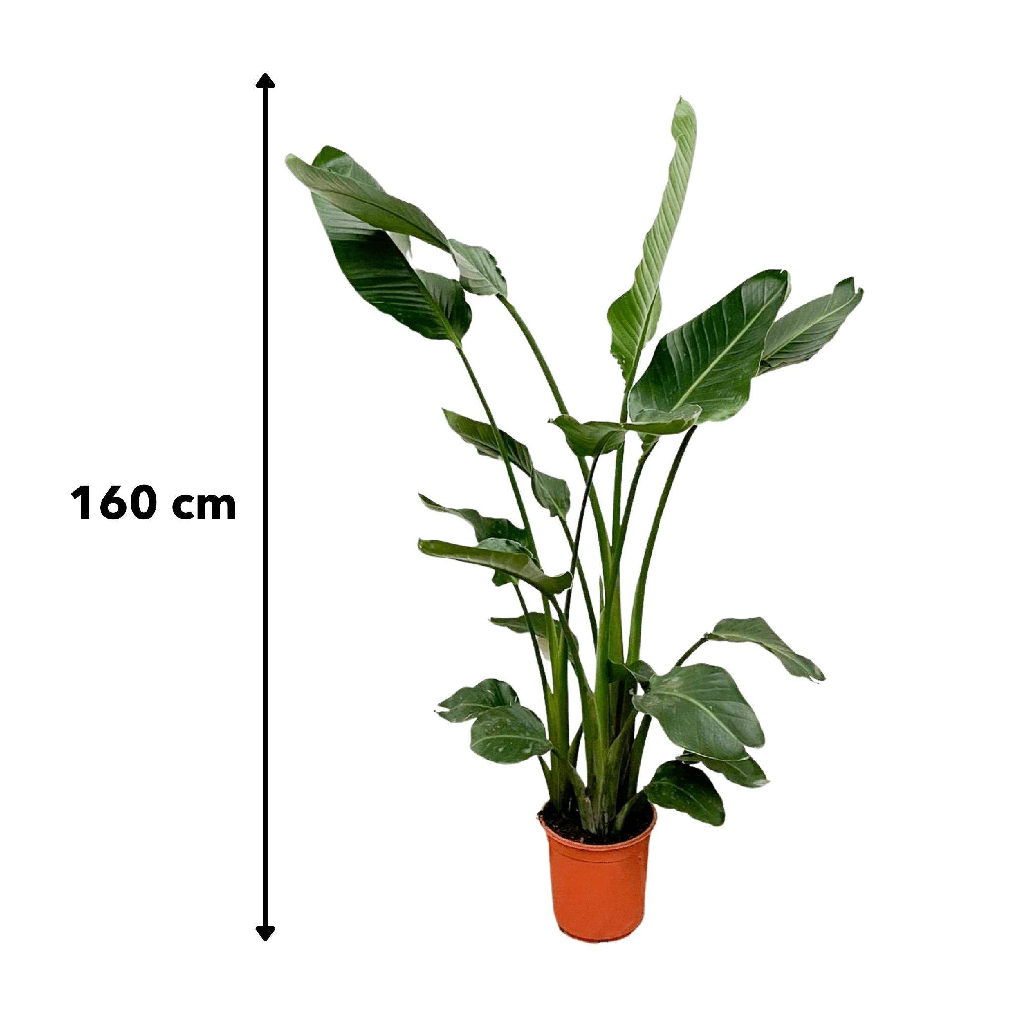 Strelitzia Nicolai 160cm - Plante d'intérieur- La Green Touch - Image 5
