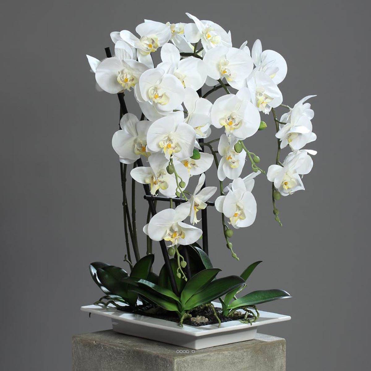 Artificielles - Orchidee factice 5 hampes en coupe ceramique H60cm touché réel Crème - couleur: Crème - Imagen 2