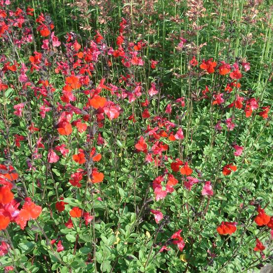 Sauge arbustive - Salvia microphylla Royal Bumble Pot de 2L/3L