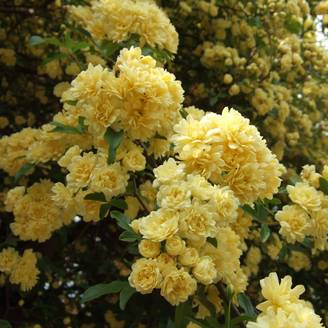 Promesse de Fleurs - Rosier de Banks Lutea - Rosa banksiae Pot de 2L/3L, Sur propres racines (non greffé)