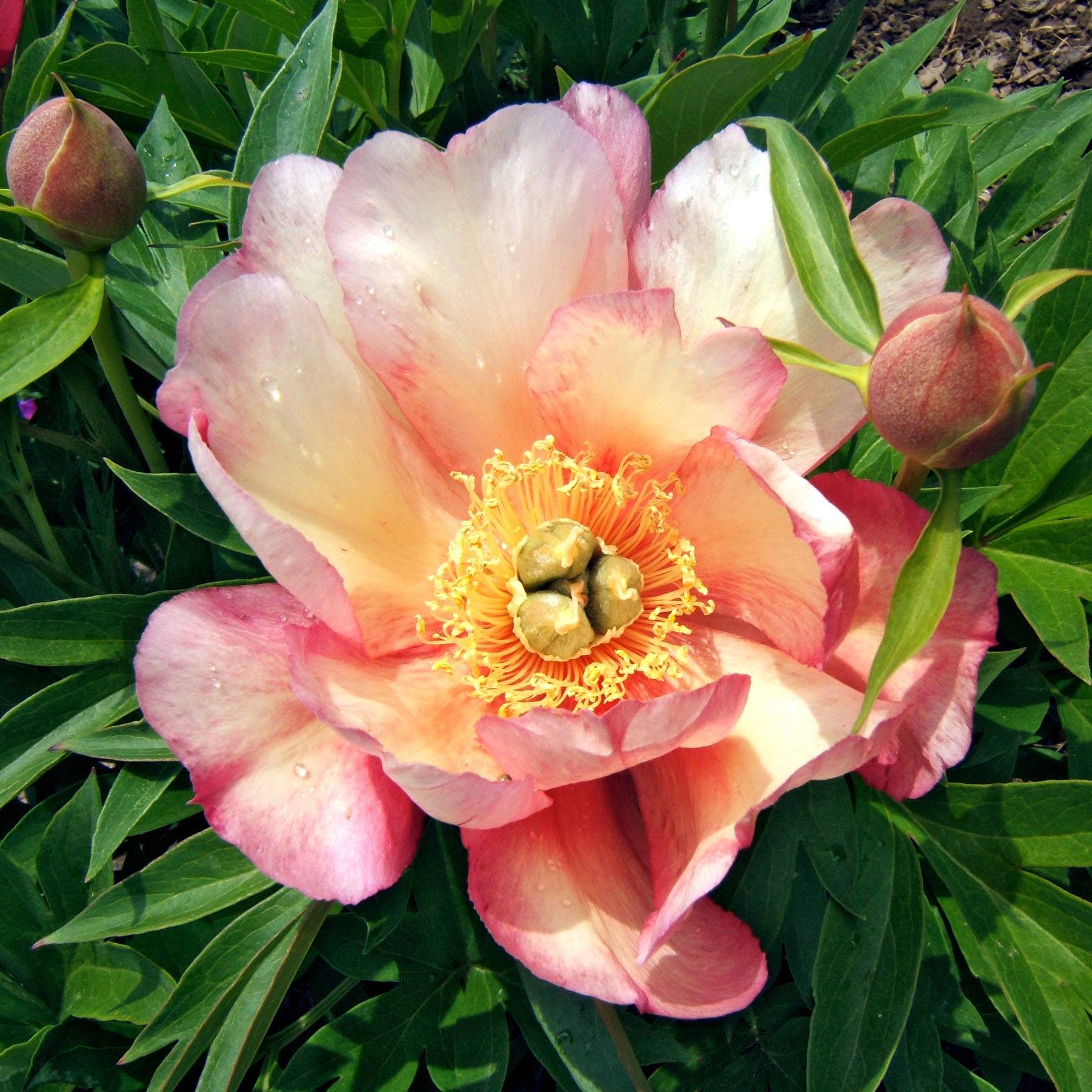 PIvoine Itoh Julia Rose Pot de 2L/3L