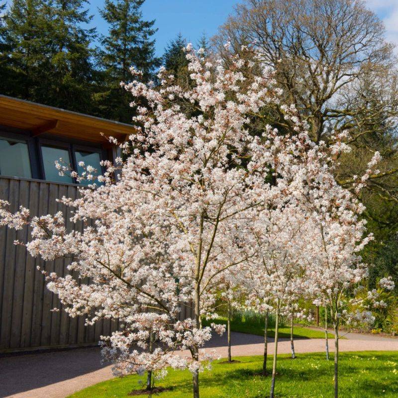 Amélanchier du Canada (Amelanchier canadensis) - Godet - Taille 20/40cm - Pépinières Naudet