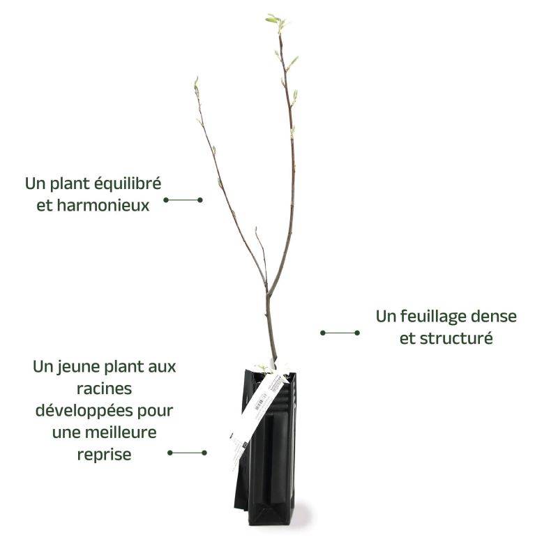 Amélanchier du Canada (Amelanchier canadensis) - Godet - Taille 20/40cm - Pépinières Naudet - Imagen 3