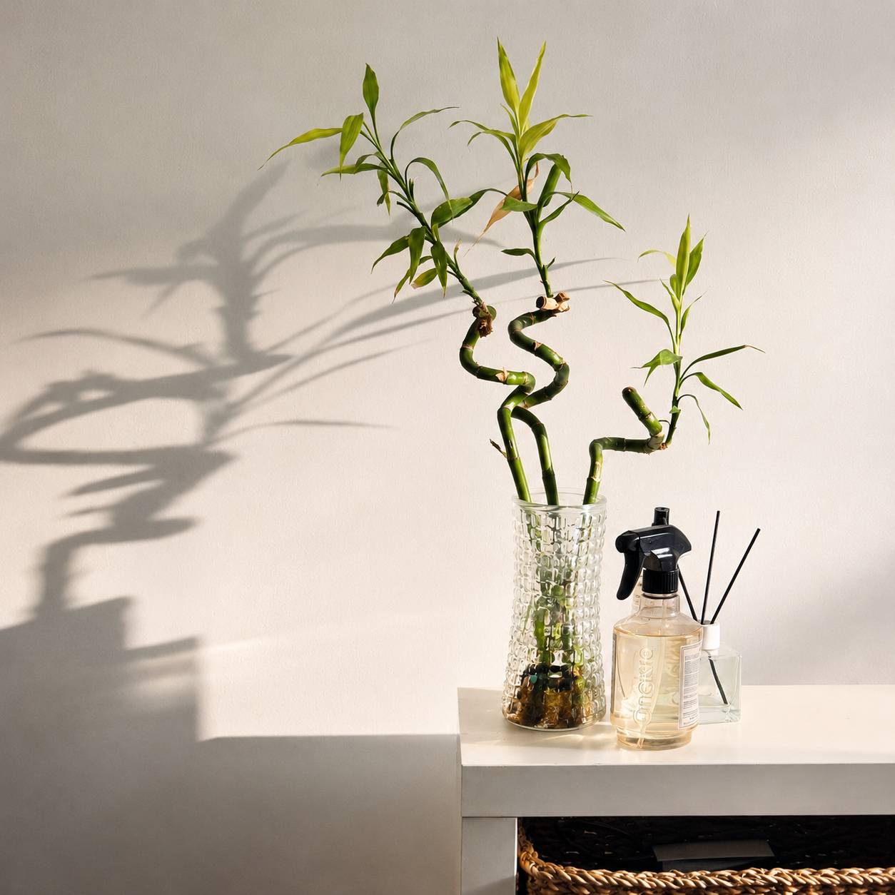 Lucky Bamboo Lot de 6 - Dracaena Sanderiana - 40-45 cm - Plante d’Intérieur - Image 2