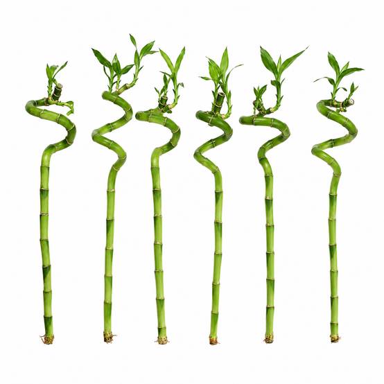 Lucky Bamboo Lot de 6 - Dracaena Sanderiana - 40-45 cm - Plante d’Intérieur - Image 1