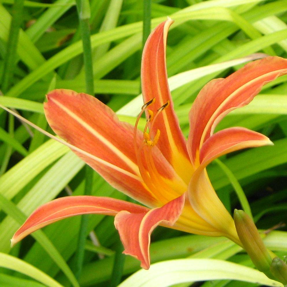 Hémérocalle Margaret Perry - Lis d'un jour rouge orangé Godet de 8/9 cm