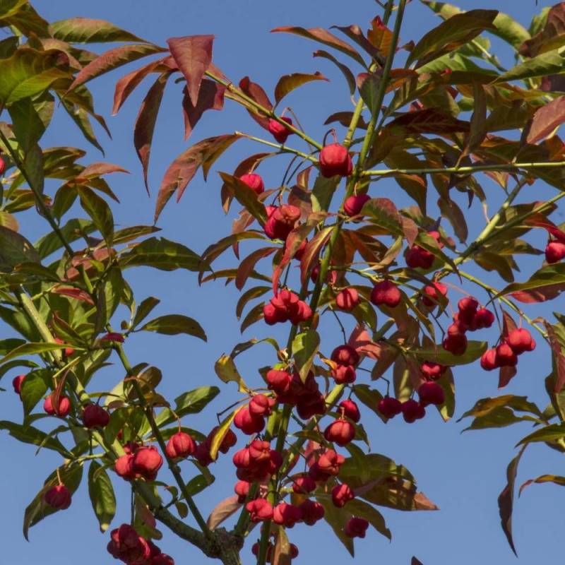 Fusain d'Europe, Euonymus à fleurs Blanche - feuillage Caduc - Pot de 3L - 40/60 cm-  hauteur à maturité De 2,50 m à 3,00 m - Image 3