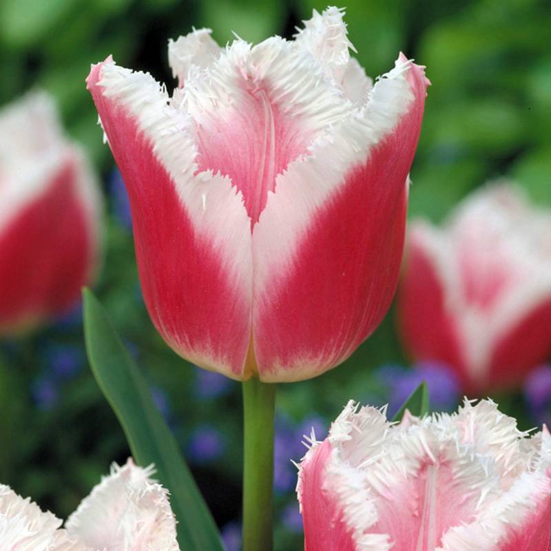 Promesse de Fleurs - Tulipe dentelée Siesta Bulbe calibre 11+ (par 6)