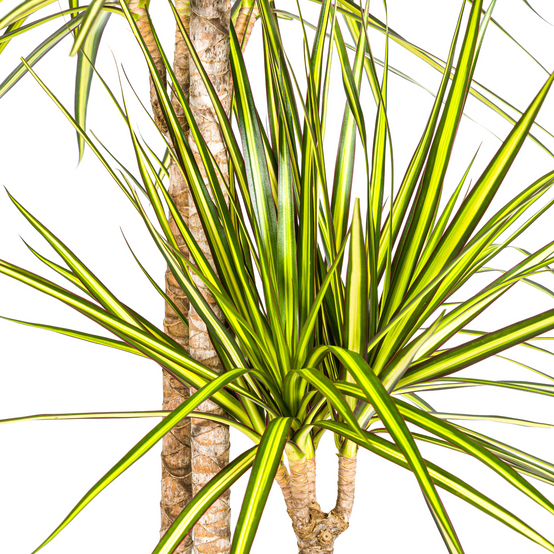 La Green Touch - Dracaena Marginata Sunray - D17 H60cm - Image 2