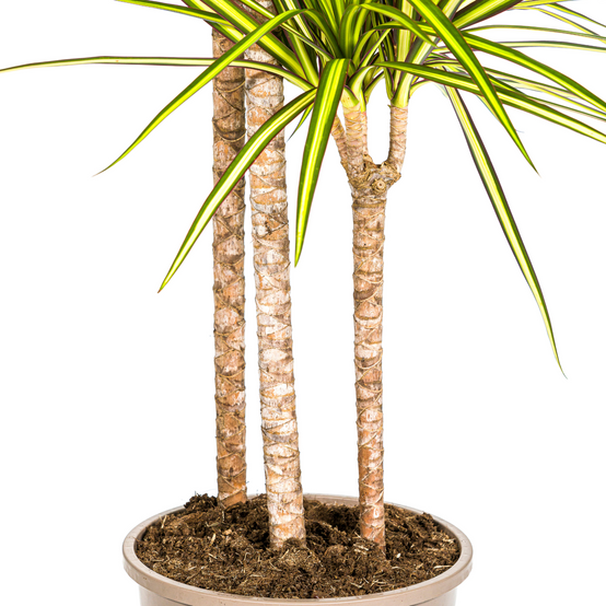 La Green Touch - Dracaena Marginata Sunray - D17 H60cm - Image 5