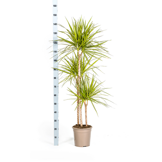 La Green Touch - Dracaena Marginata Sunray - D17 H60cm - Image 7
