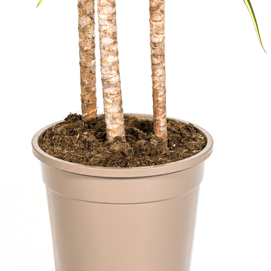 La Green Touch - Dracaena Marginata Sunray - D17 H60cm - Image 6