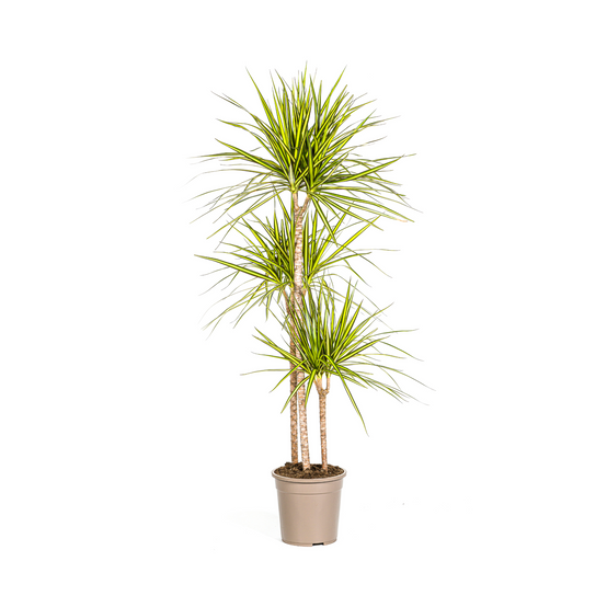 La Green Touch - Dracaena Marginata Sunray - D17 H60cm - Image 3