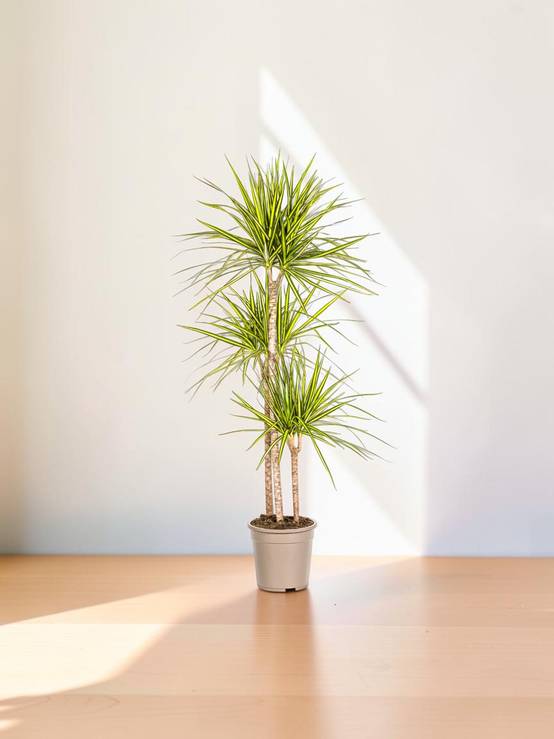 La Green Touch - Dracaena Marginata Sunray - D17 H60cm - Image 1