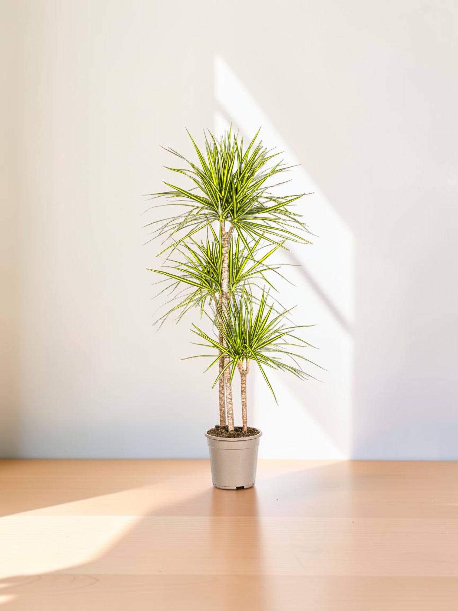 La Green Touch - Dracaena Marginata Sunray - D17 H60cm - Image 1