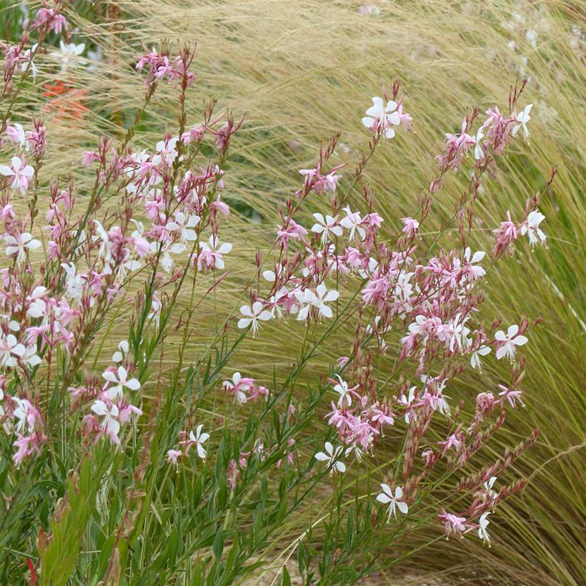 Graines de Gaura lindheimerii The Bride le sachet de 50 graines environ (0,9g)