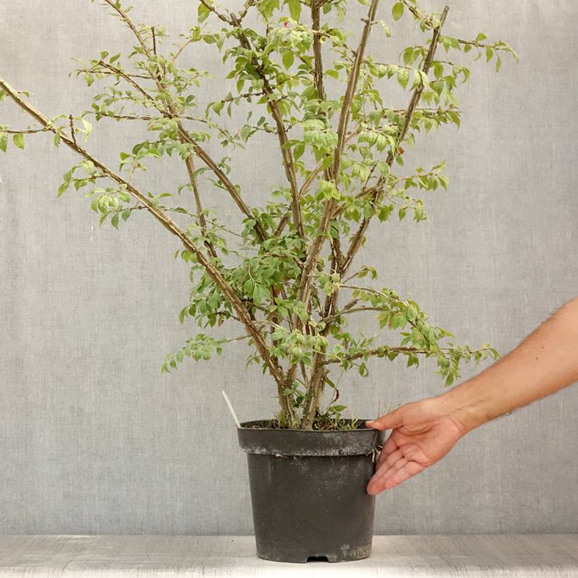 Promesse de Fleurs - Euonymus alatus - Fusain ailé Pot de 7,5L/10L - Image 2