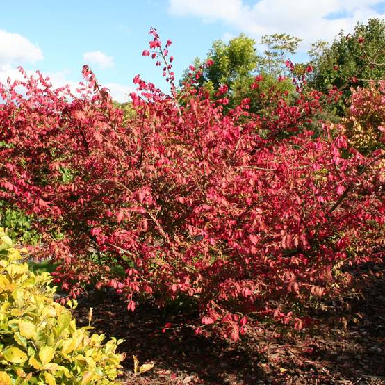 Promesse de Fleurs - Euonymus alatus - Fusain ailé Pot de 7,5L/10L - Image 1