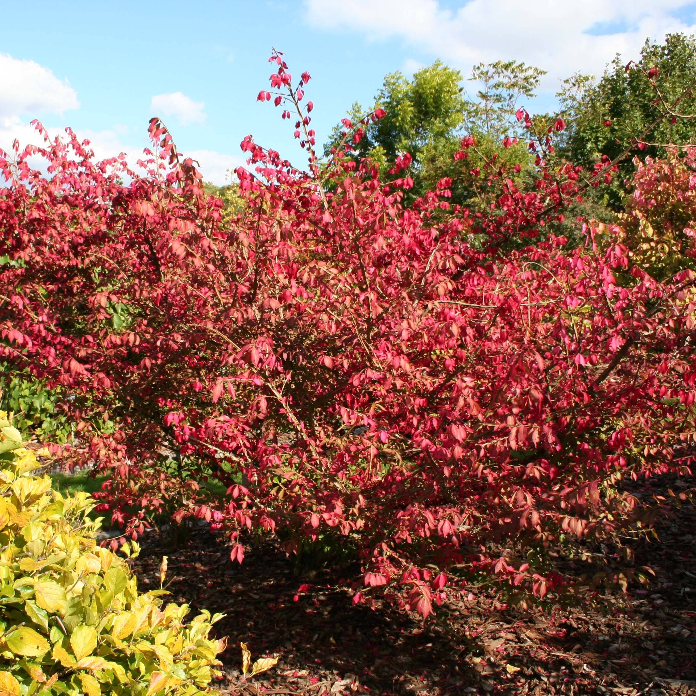 Promesse de Fleurs - Euonymus alatus - Fusain ailé Pot de 7,5L/10L - Image 1