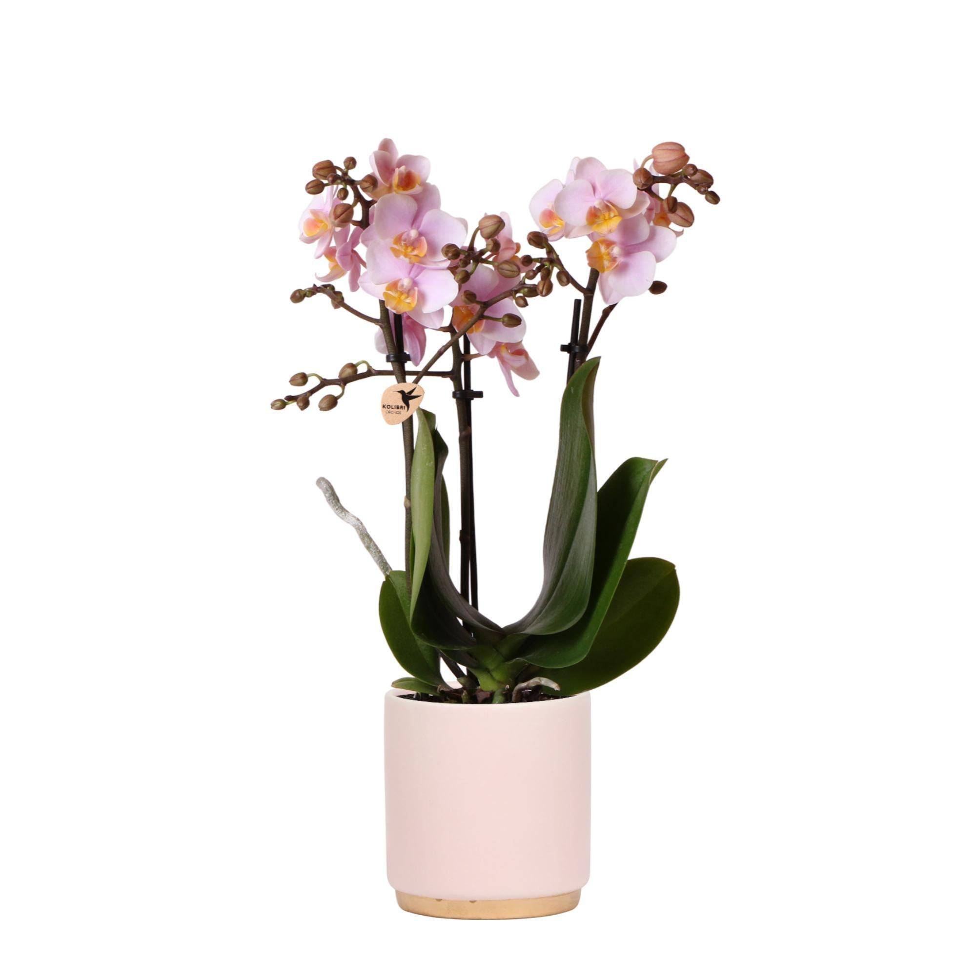 La Green Touch - Orchidée Andorra et son pot- La Green Touch Rose - Hauteur 35cm - Imagen 1