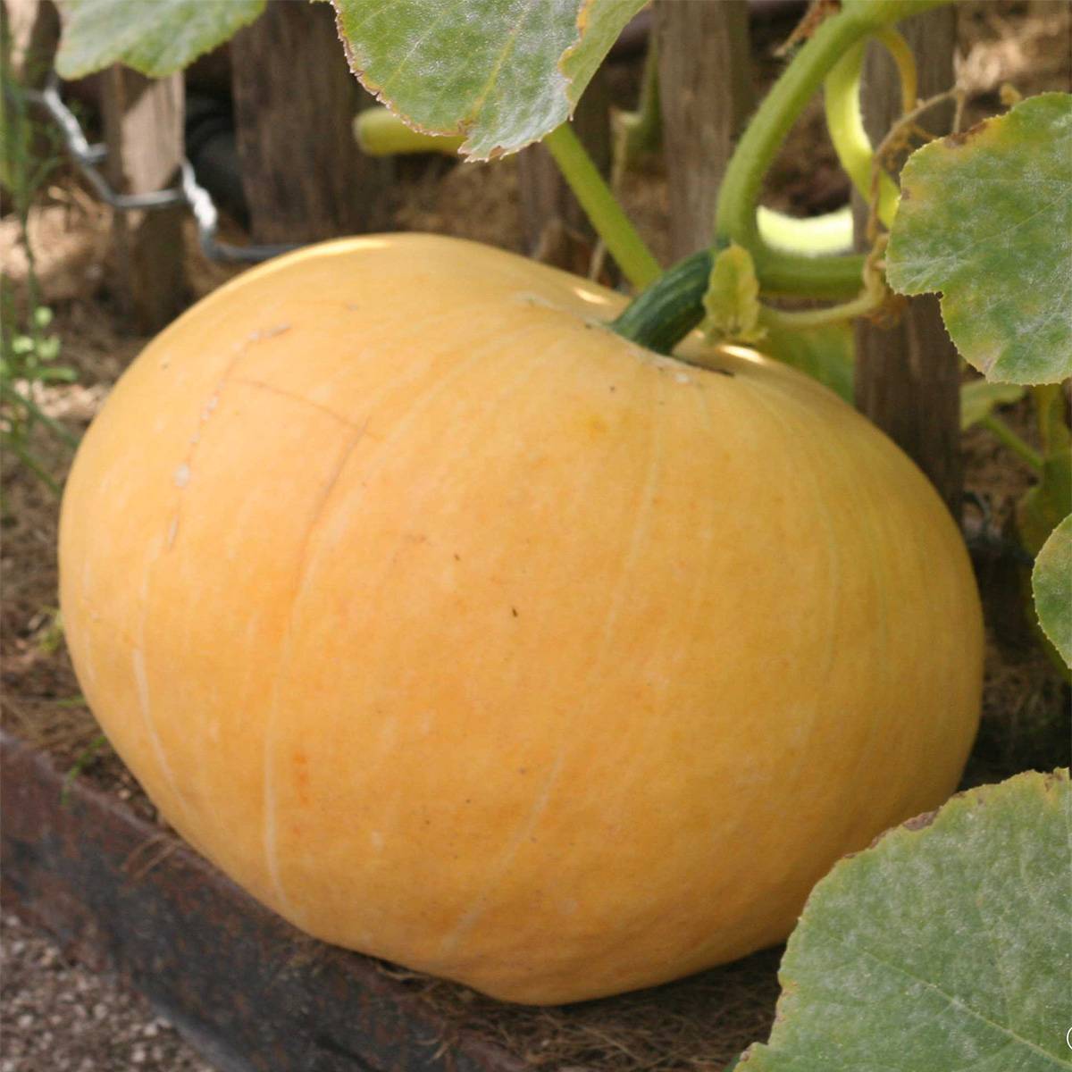 Potiron Jaune Gros de Paris - Cucurbita maxima  le sachet de 20 graines environ (7g)