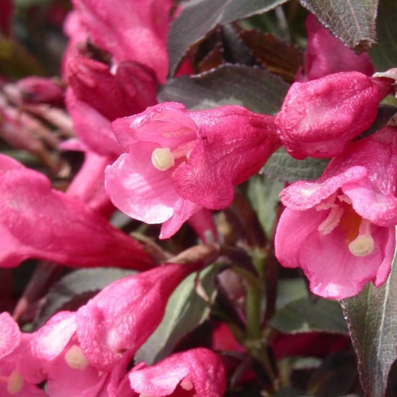 Weigela Victoria, Weigelia à fleurs Rose - feuillage Caduc - Pot de 4L - 40/60 cm-  hauteur à maturité De 1,00 m à 1,50 m - Image 1
