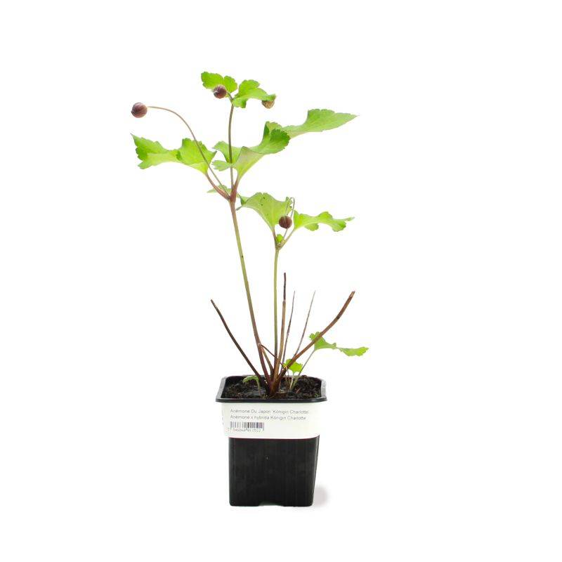 3 Anémones 'Königin Charlotte' (Anemone Hybrida 'Königin Charlotte') - Lot de 3 vivaces - Pépinières Naudet - Imagen 2