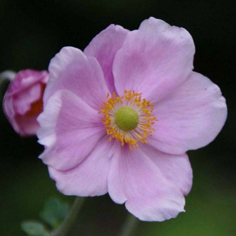 3 Anémones 'Königin Charlotte' (Anemone Hybrida 'Königin Charlotte') - Lot de 3 vivaces - Pépinières Naudet - Imagen 1
