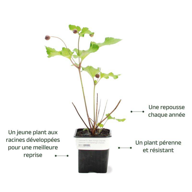 3 Anémones 'Königin Charlotte' (Anemone Hybrida 'Königin Charlotte') - Lot de 3 vivaces - Pépinières Naudet - Imagen 3