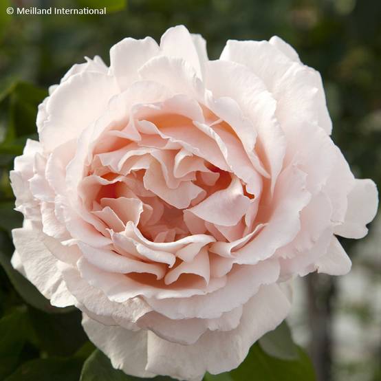 Promesse de Fleurs - Rosier grimpant André Le Nôtre Racines nues en motte