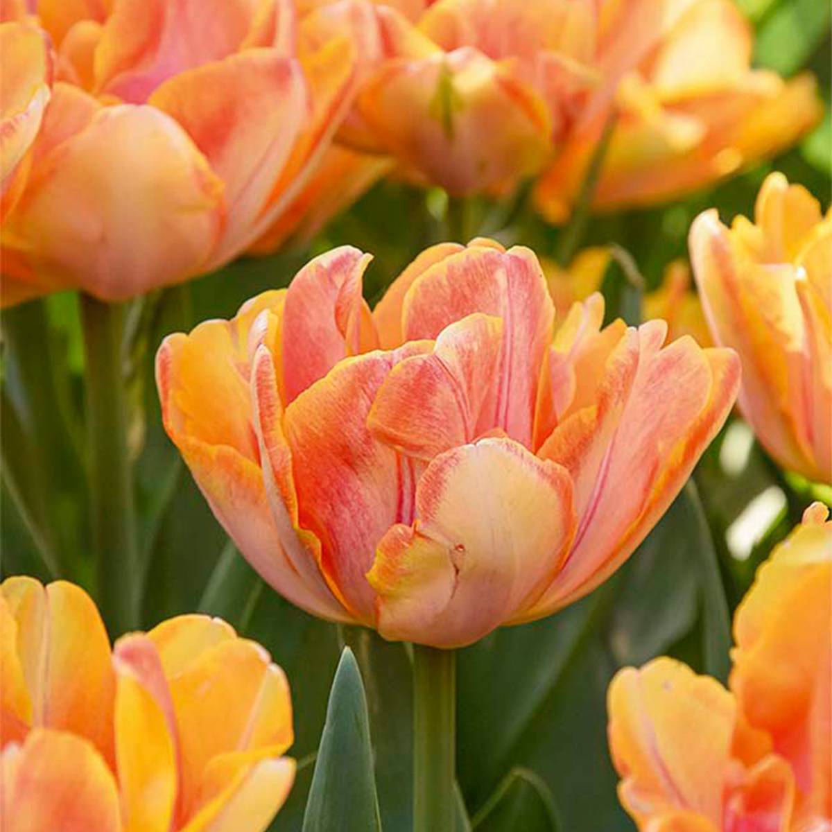 Mélange de 20 - Tulipa Double Pêche - Bulbes de Tulipes - Fleur Double - Bulbes à Fleurs - Image 1
