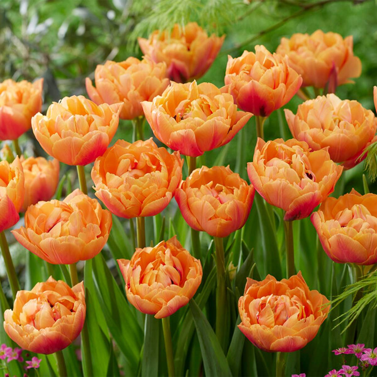 Mélange de 20 - Tulipa Double Pêche - Bulbes de Tulipes - Fleur Double - Bulbes à Fleurs - Image 6