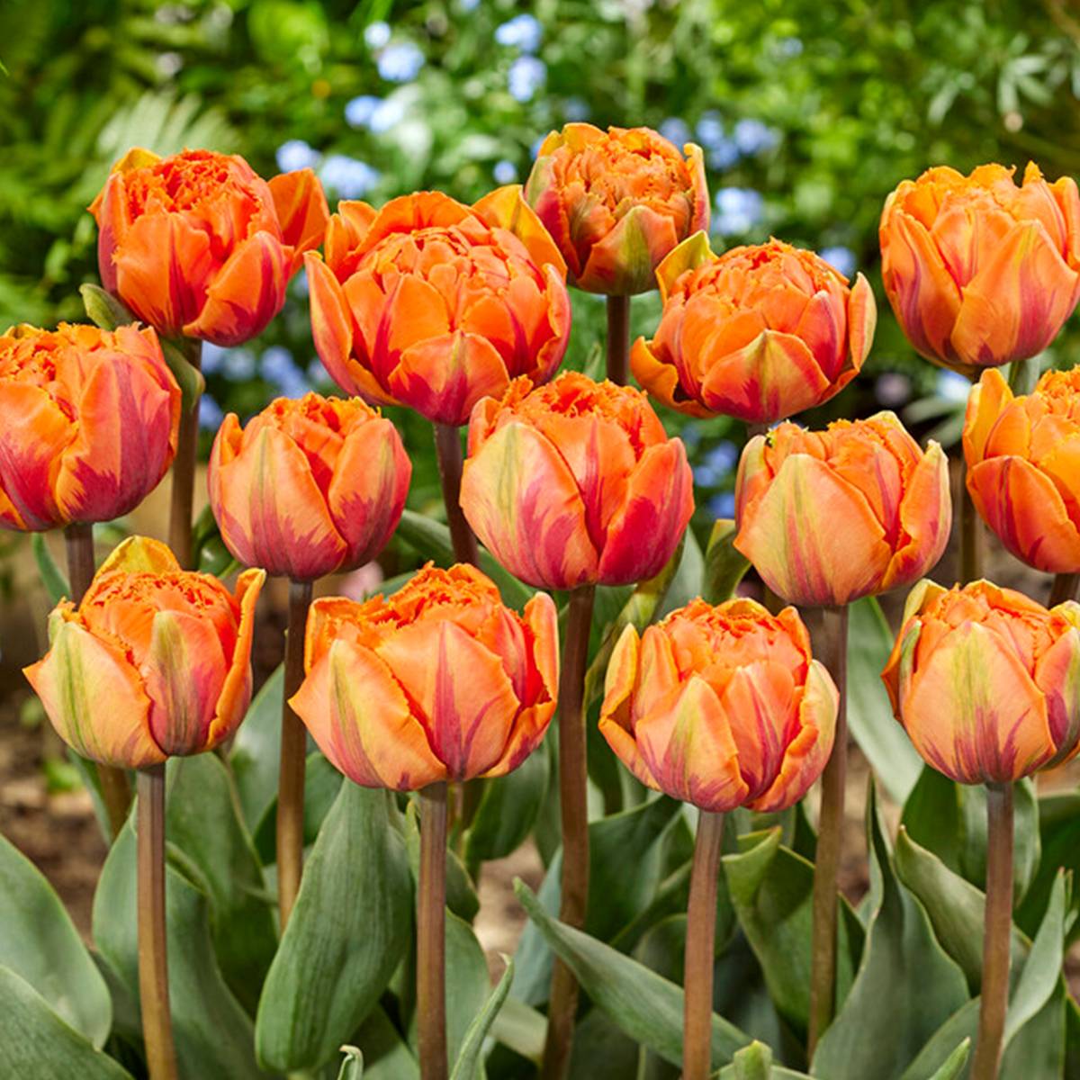 Mélange de 20 - Tulipa Double Pêche - Bulbes de Tulipes - Fleur Double - Bulbes à Fleurs - Image 5