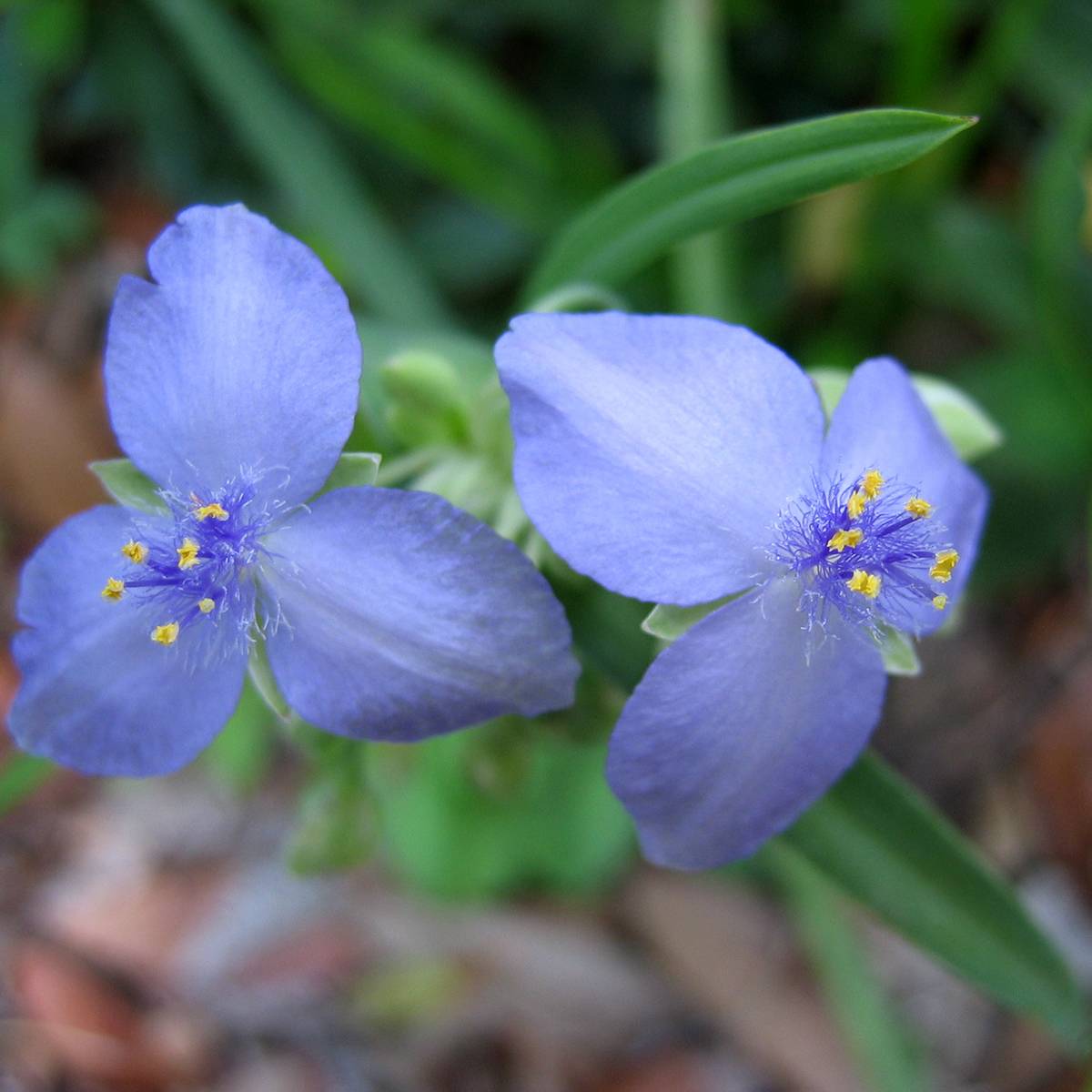 Ephémère de Virginie - Tradescantia andersoniana Ocean Blue Pot de 2L/3L