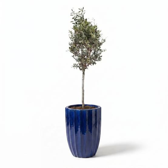 Lot olivier + pot HUGO 44x59cm bleu cobalt - Image 2
