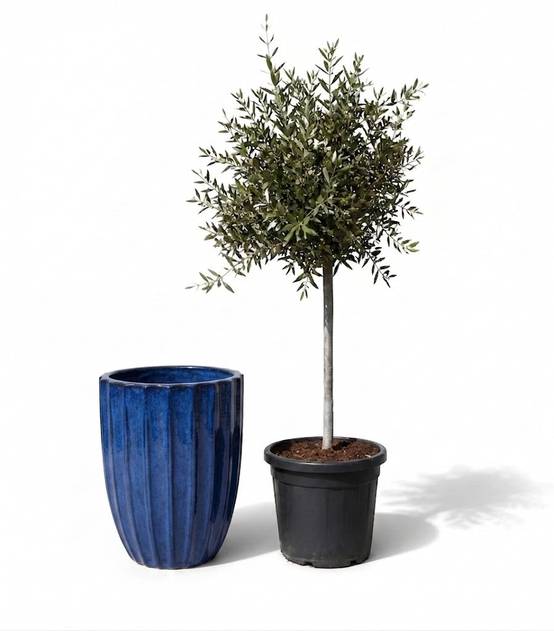 Lot olivier + pot HUGO 44x59cm bleu cobalt - Image 1